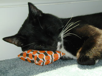 Oreo with catnip pillow