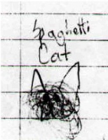 spagetti cat